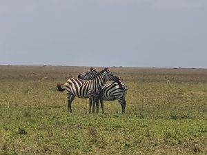 migration safari_png