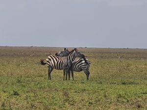 wildebeest calving safari