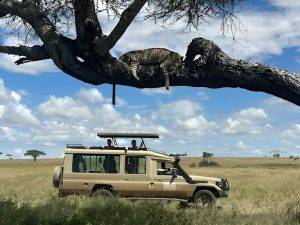 chalema safari_png