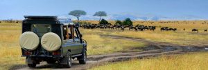 tanazania safari