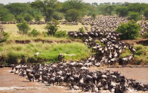 migration calving safari