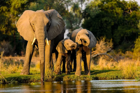 tanzania-safari