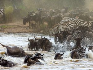 migration safari