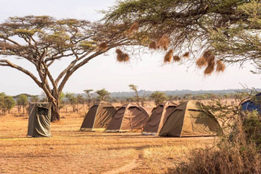 budget camping safari
