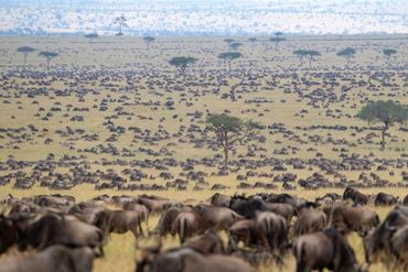 wildebeest migration