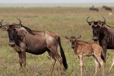 migration safari