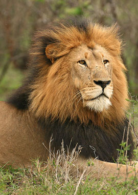 ruaha-national-park