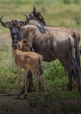 6-days-ndutu-migration-calving-safari
