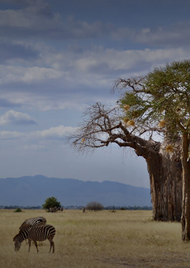 Awe-Inspiring Wildlife Moments with Chalema Tanzania Safaris - Testimonial Image