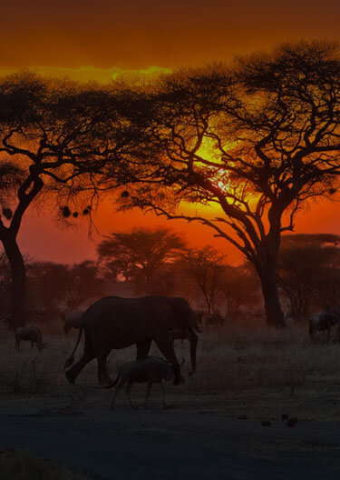 Awe-Inspiring Sunset Over Serengeti - Chalema Tanzania Safaris Testimonial Image