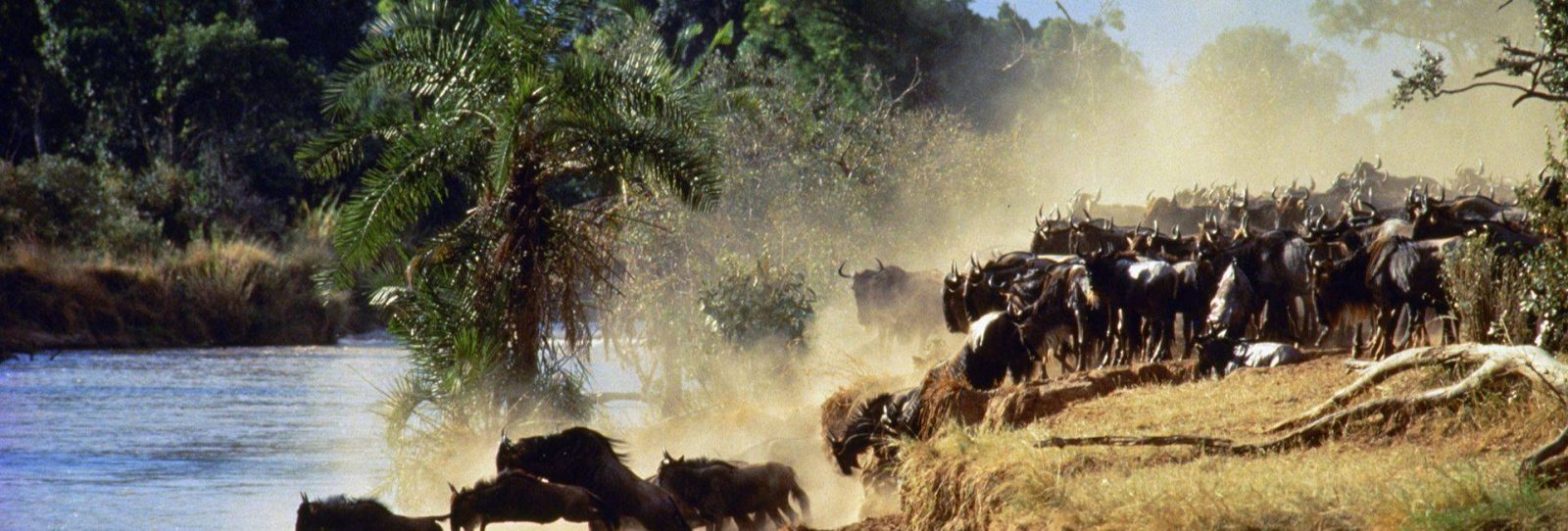 How Do You Experience the Extraordinary on 8 Days Migration Safari?