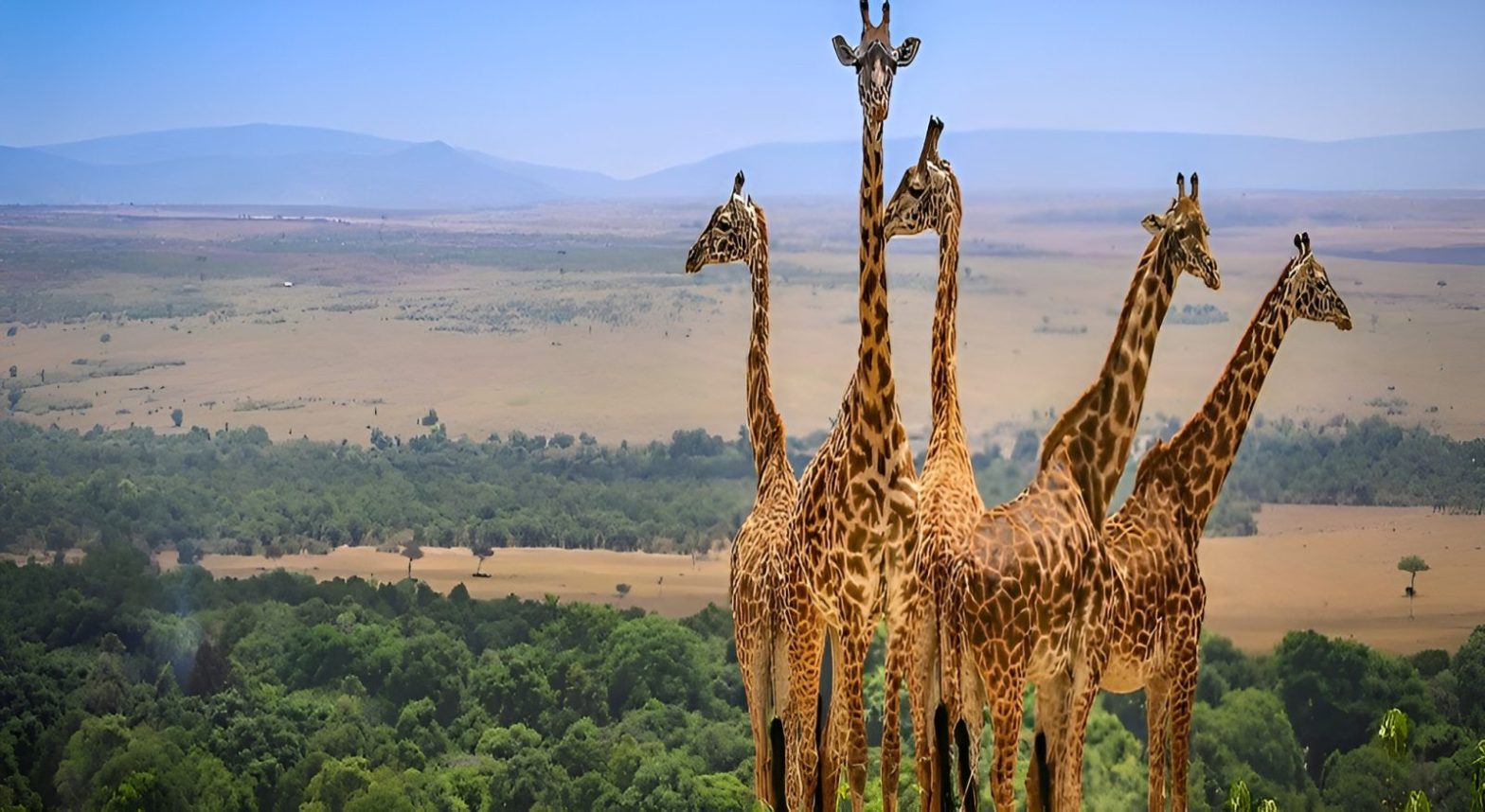 Professional Tanzania safari guide with branded safari jeep