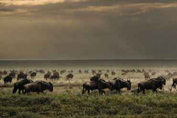 5-days-spin-through-the-serengeti