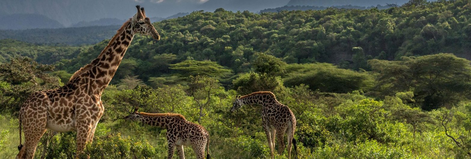 Tanzania honeymoon safari packages